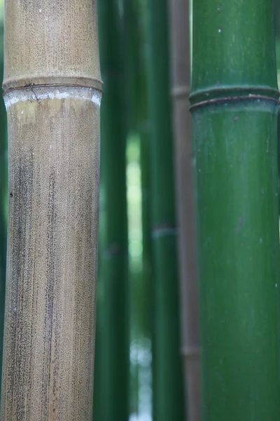 Stjälkar av bambu — Stockfoto