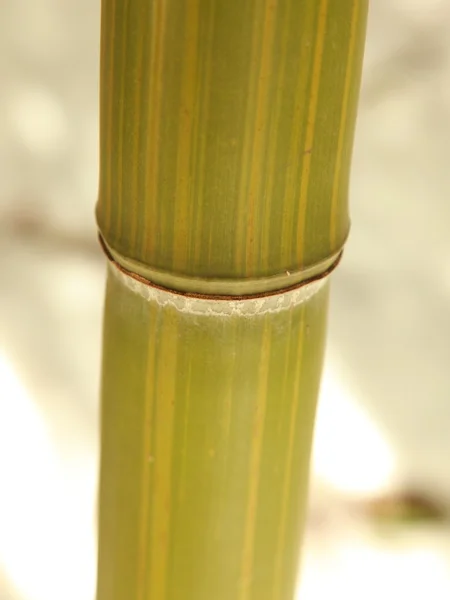 Bamboe stengel — Stockfoto