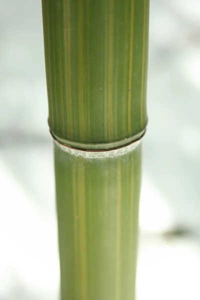 Bambu stjälk — Stockfoto