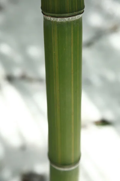 Bambu stjälk — Stockfoto