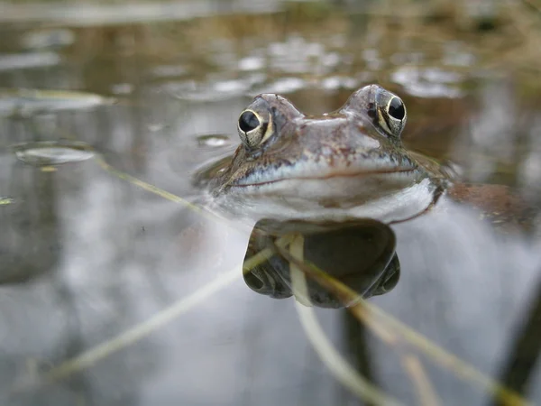 青蛙的眼睛 — 图库照片