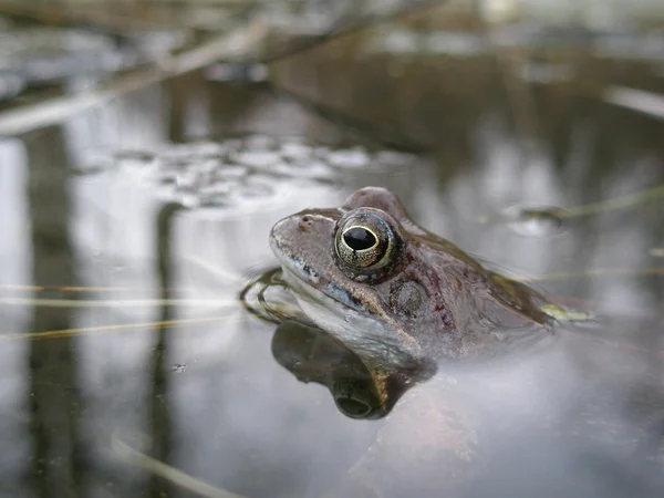 青蛙的眼睛 免版税图库图片