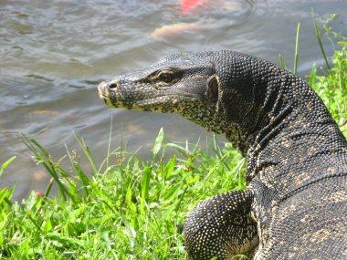 monitör kertenkele bir sürüngen