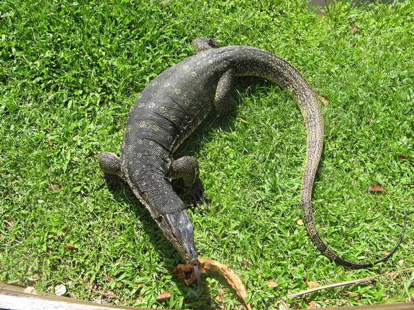 Monitor de lagarto um réptil — Fotografia de Stock