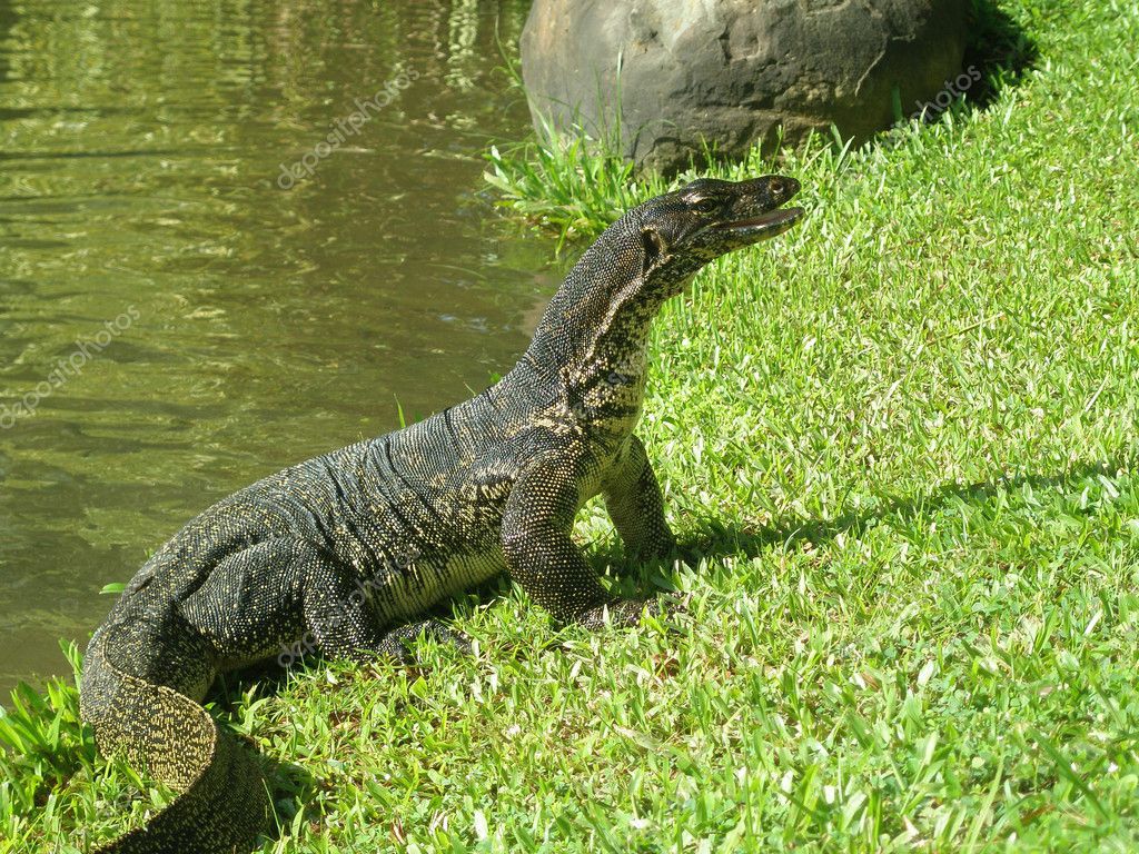 depositphotos_5336753-stock-photo-monitor-lizard-a-reptile.jpg