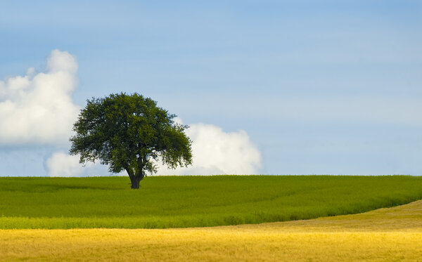 An isolated tree