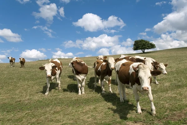 Een kudde koeien — Stockfoto