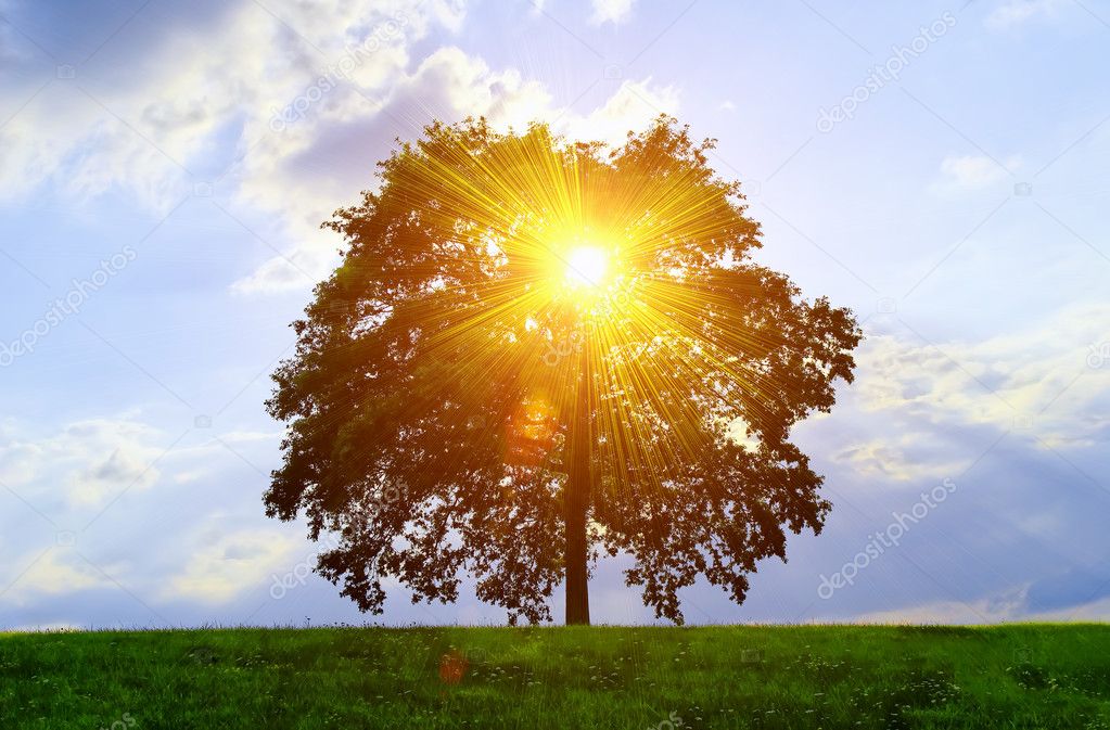 An isolated tree with sunlight effect.