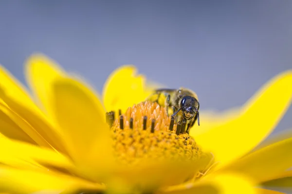 一只黄蜂 — 图库照片