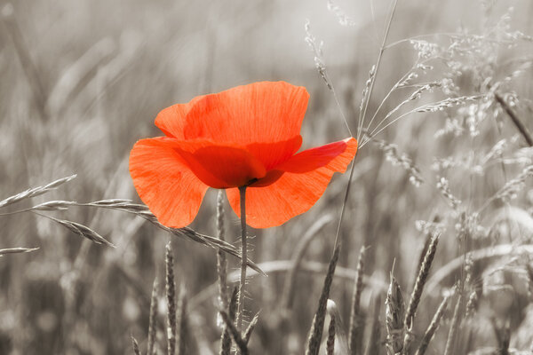Red poppy