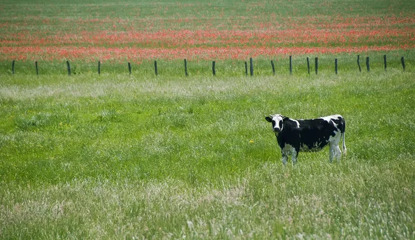 Een eenzame koe — Stockfoto