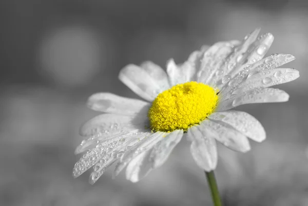 En daisy — Stockfoto