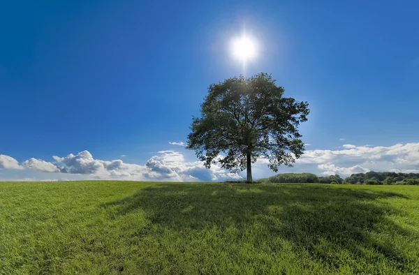 Un albero solitario — Foto Stock