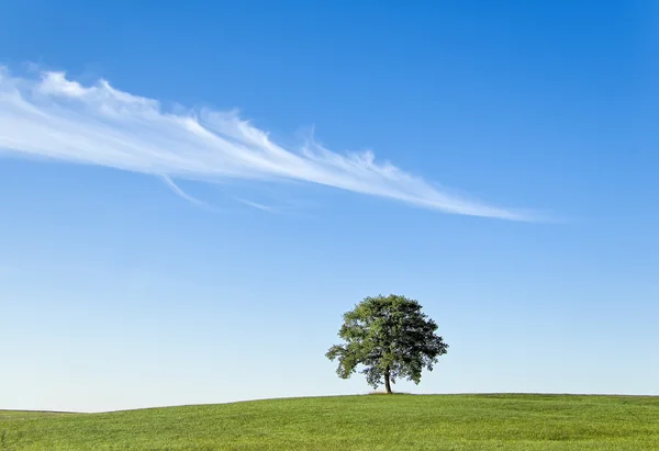 A solitary tree — Stock Photo, Image