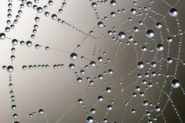 Spiderweb — Stock Photo, Image