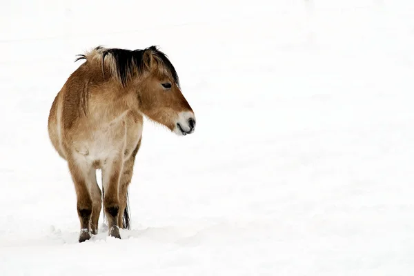 Paard in sneeuw — Stockfoto