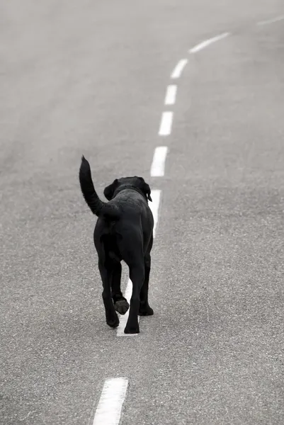 Sokak köpeği — Stok fotoğraf