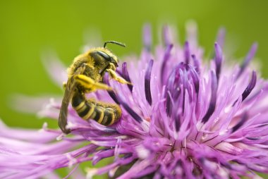 Wasp on flower clipart