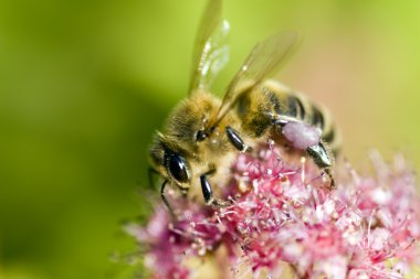 bir arı çiçek