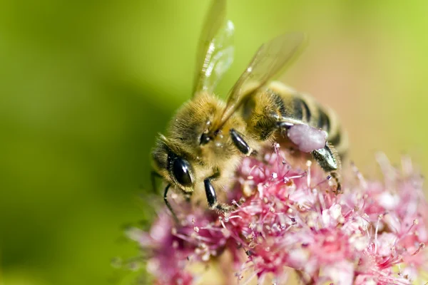Una abeja en flor —  Fotos de Stock