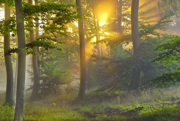 The sun goes up behind trees in thr forest