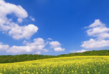 Rapessed field clipart