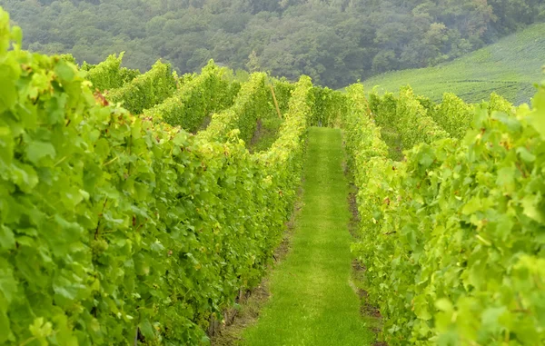 stock image Wineyard