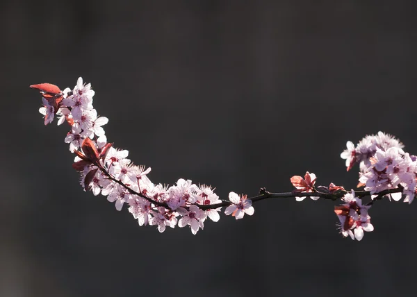 Flores de alfiler — Foto de Stock