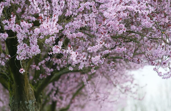 Çiçek açan ağaç — Stok fotoğraf