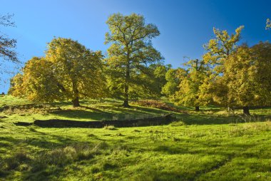 The English trees in early Waless autumn clipart