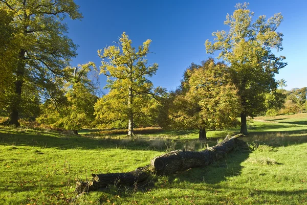 Kırsal Kesimde Ngilizce Ağaç Tek Başına — Stok fotoğraf