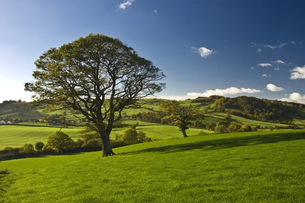 stock image The English tree stand alone in the countryside