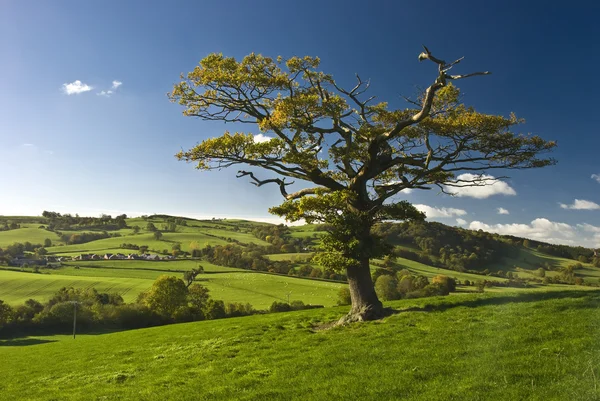 L'albero inglese — Foto Stock