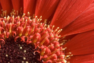 gerbera makro ayrıntı içinde