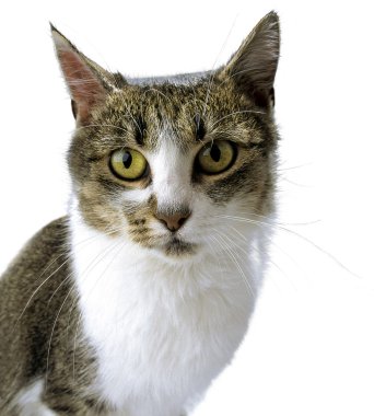 Adult tabby cat with a fixed look clipart