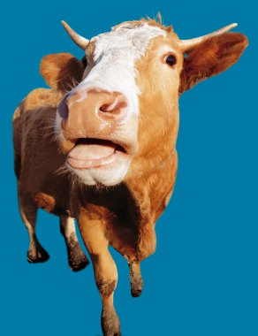 The cow clipart