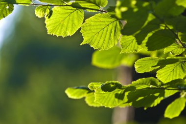 The Branch of Hornbeam tree with the green leaves clipart