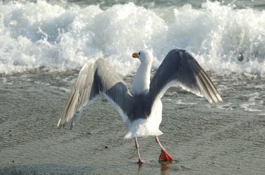 Seagull in frot of the wave clipart