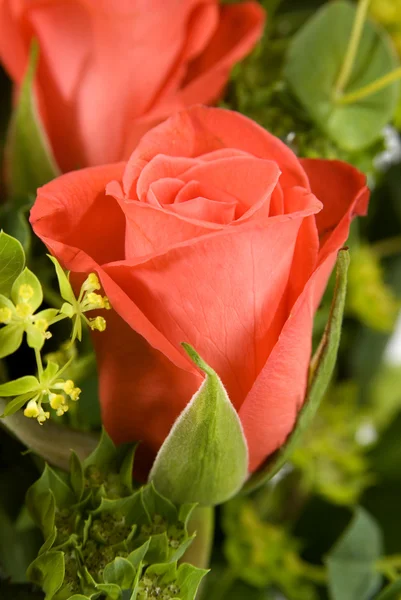 Flor Rosa Roja Hojas Verdes — Foto de Stock