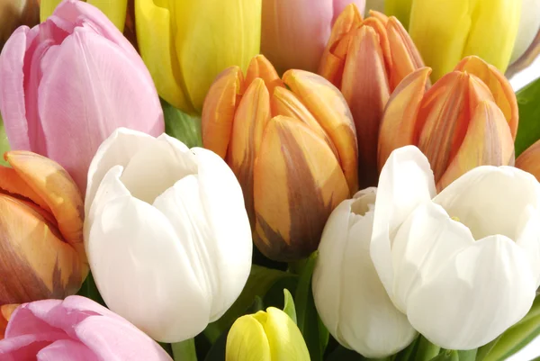 O monte de tulipas — Fotografia de Stock