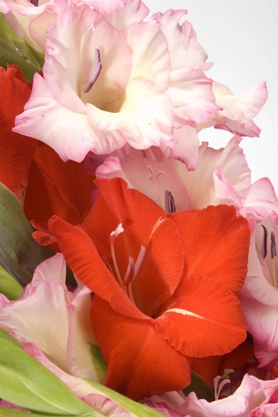 Grono Gladiolas Czerwony Różowy — Zdjęcie stockowe