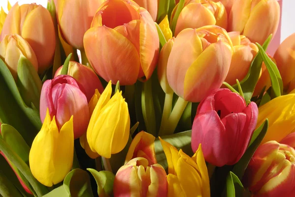 Bando Botões Várias Cores Tulipa — Fotografia de Stock
