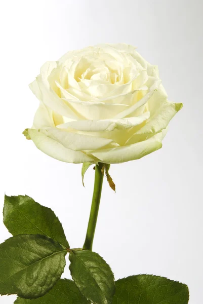 The white rose — Stock Photo, Image