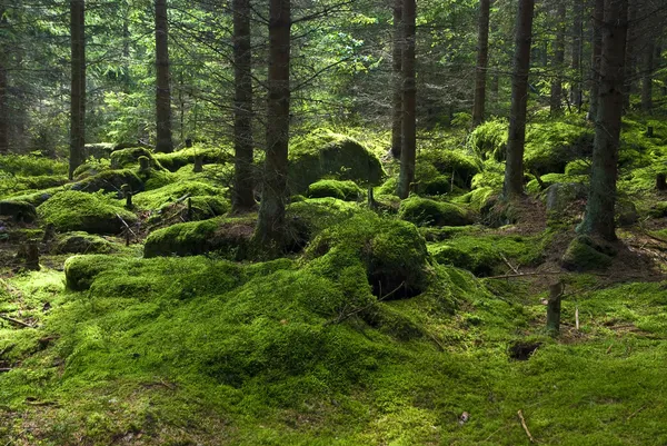 Floresta Primitiva Com Solo Musgo — Fotografia de Stock