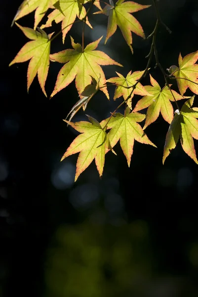 Stock image The maple leaves on the branch