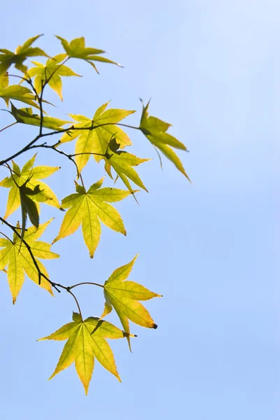Les feuilles d'érable — Photo