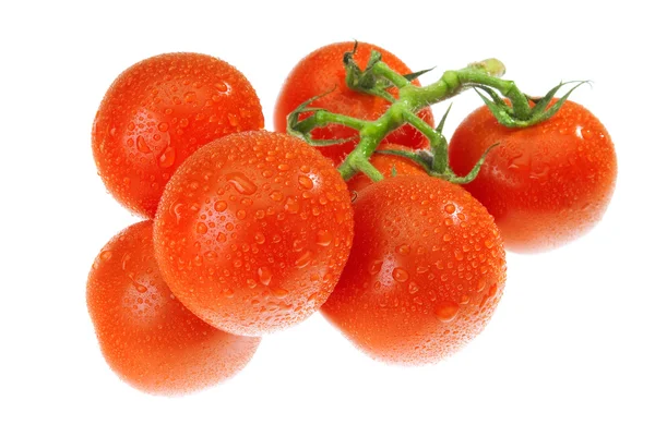 Orosený rajče — Stock fotografie