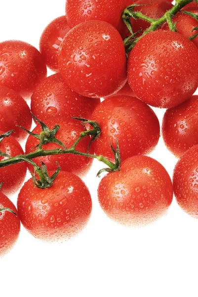 Orosený rajče — Stock fotografie