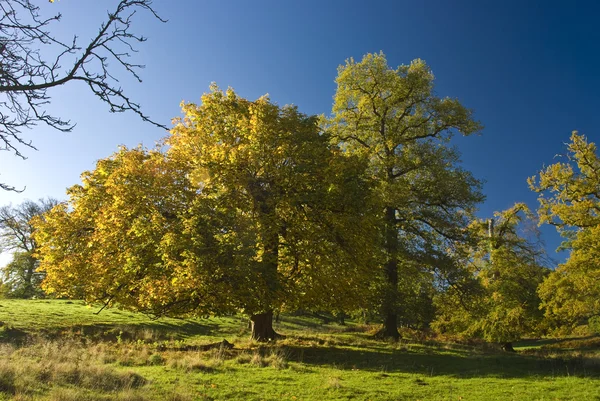 English Tree Stand Alone Countryside — Stock Photo, Image