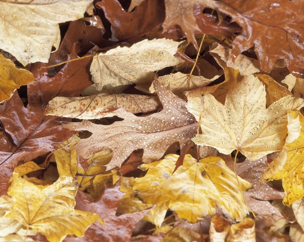 秋天的树叶落在地上 — 图库照片